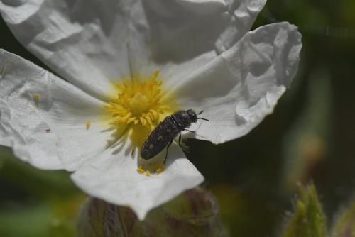 Réf. 228 725 : Acmaeodera bipunctata